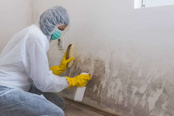 Mold Removal Process in Haysville, KS