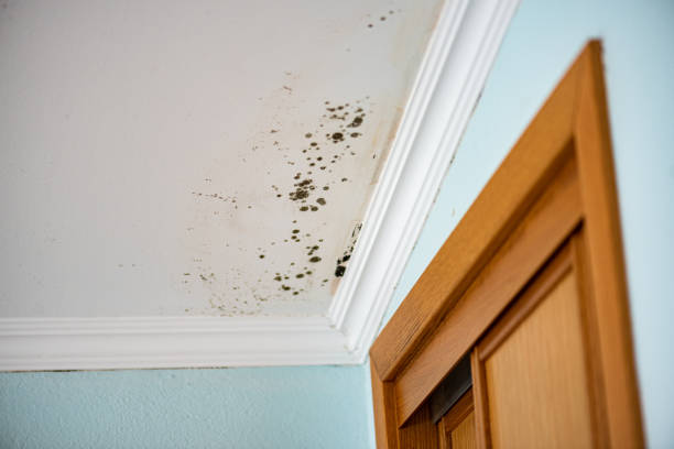 Best Professional Mold Removal  in Haysville, KS