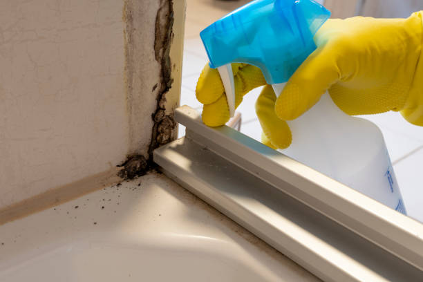 Best Mold Removal Near Me  in Haysville, KS