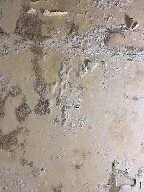 Best Mold Damage Repair  in Haysville, KS