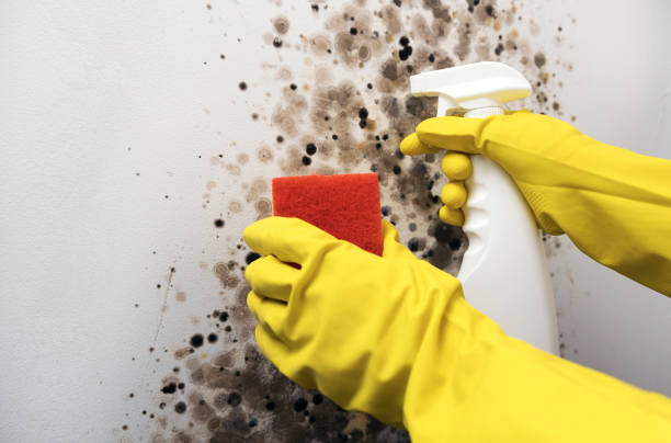 Professional Mold Removal in Haysville, KS