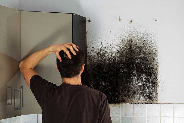 Best Black Mold Removal  in Haysville, KS