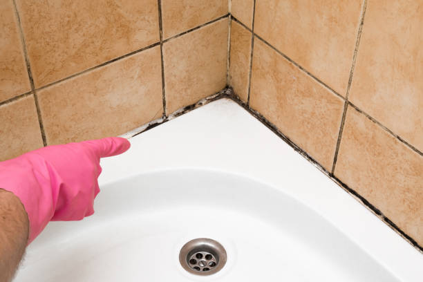 Best Affordable Mold Removal  in Haysville, KS